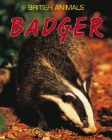 British Animals: Badger