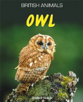 British Animals: Owl